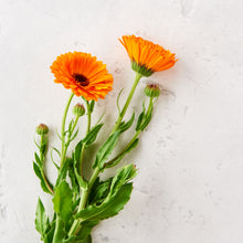 Load image into Gallery viewer, photo of calendual flowers