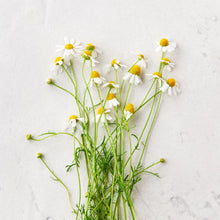 Load image into Gallery viewer, photo of calendual flowers