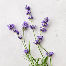 Load image into Gallery viewer, photo of lavender flowers