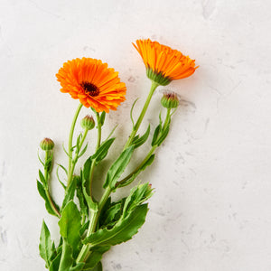 photo of marigold flowers